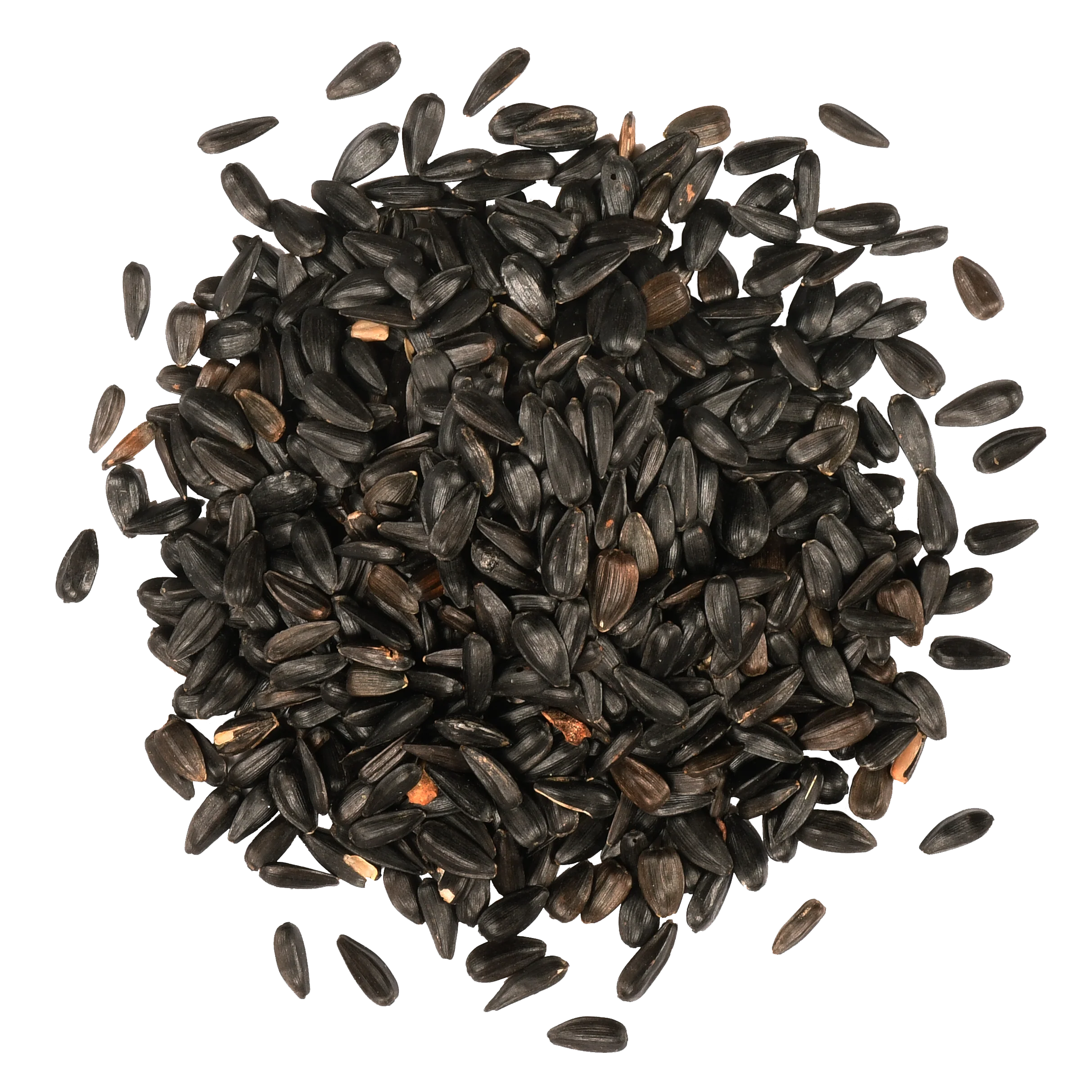 Black-Oil-Sunflower-Pile