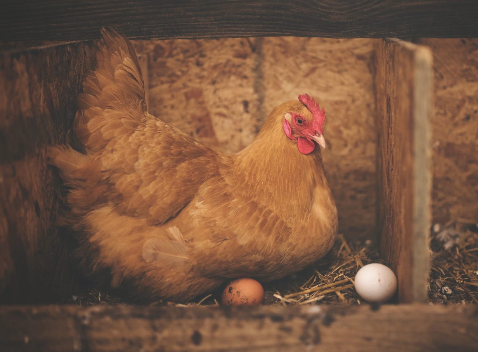 Why Did the Chicken Stop Laying the Egg? (Too Busy Crossing the Road) Coker Feed Mill